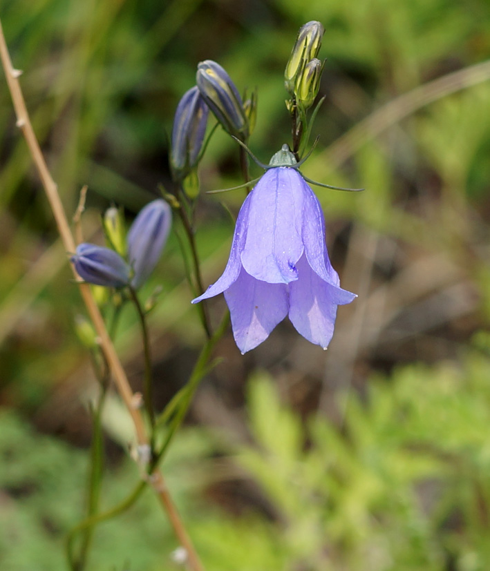 Image of Campanula rotundifolia specimen.