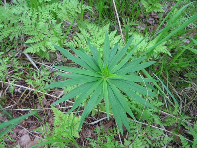 Image of Lilium debile specimen.