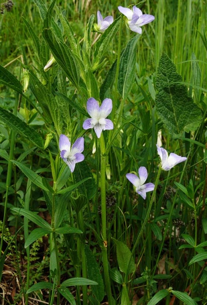 Изображение особи Viola elatior.