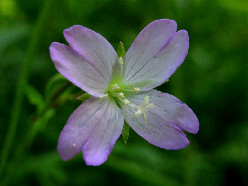 Image of Epilobium montanum specimen.