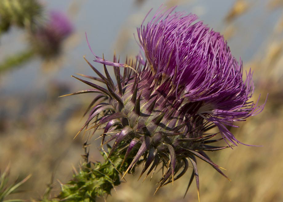 Image of Onopordum tauricum specimen.