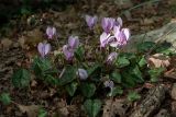 Cyclamen hederifolium. Цветущее растение на тропе в дубово-грабинниковом лесу. Черногория, муниципалитет Будва, окр. с. Кульяче (Kuljače). 13.10.2014.