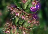 Lythrum salicaria