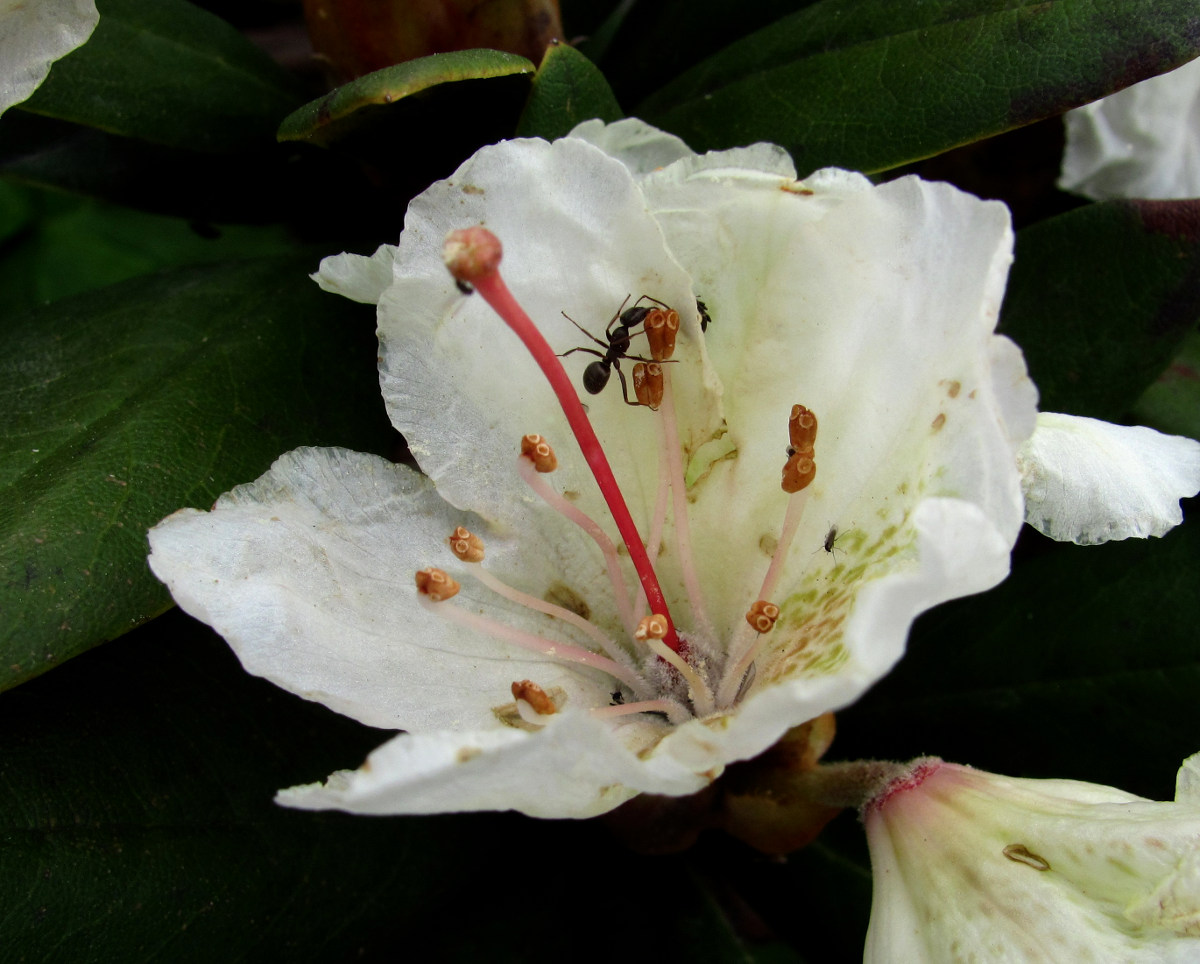 Image of Rhododendron caucasicum specimen.