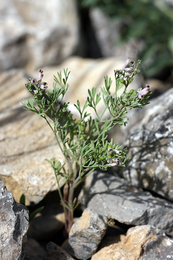 Image of Fumaria vaillantii specimen.