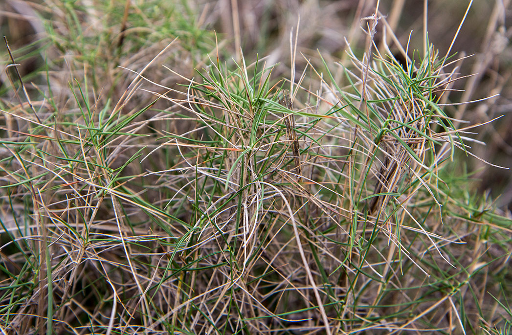 Image of Brachypodium retusum specimen.