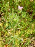 Malva setigera