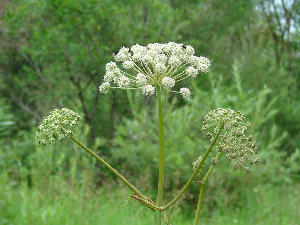 Image of Angelica sylvestris specimen.