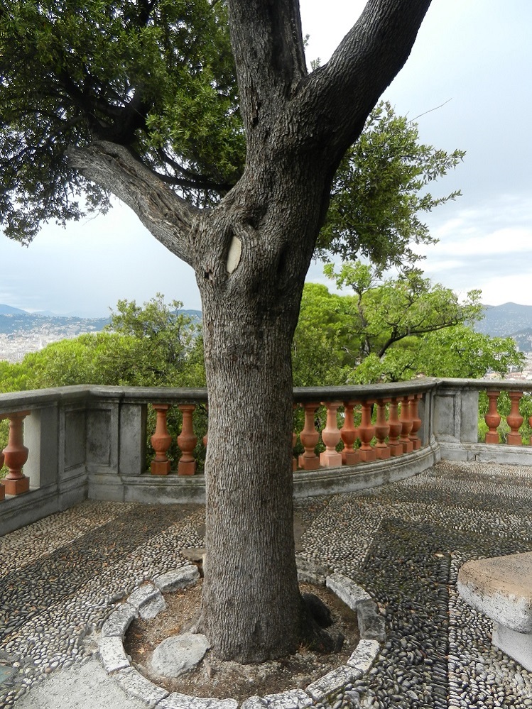 Image of Quercus ilex specimen.