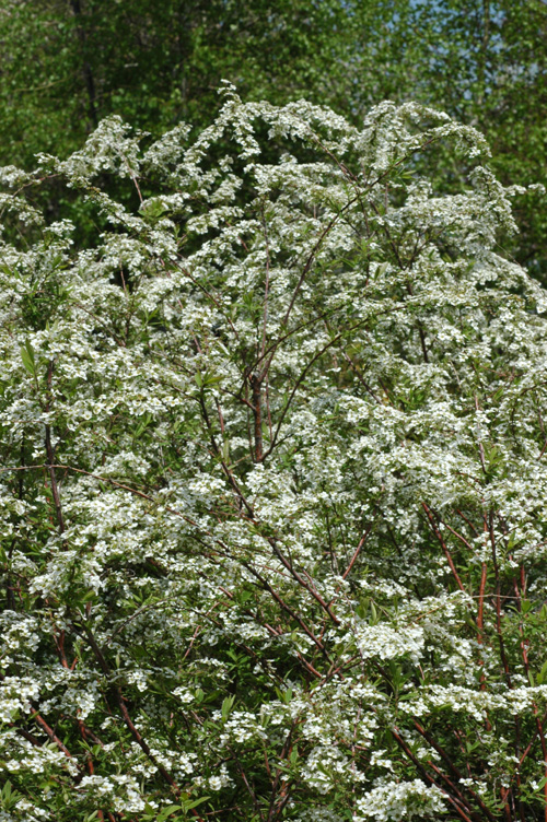 Image of Spiraea &times; cinerea specimen.