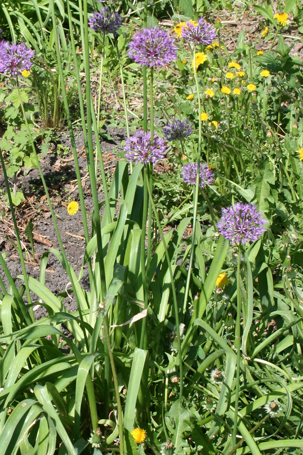 Image of Allium rosenorum specimen.