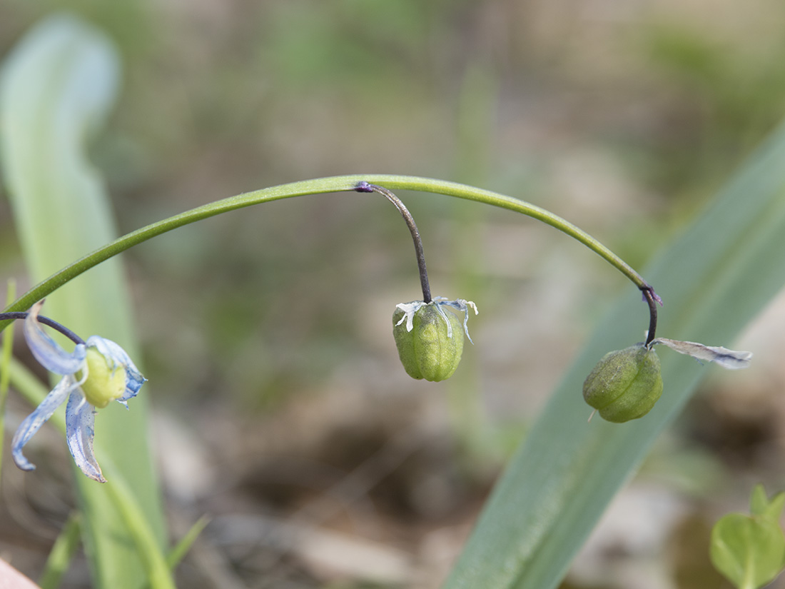 Image of Scilla siberica specimen.