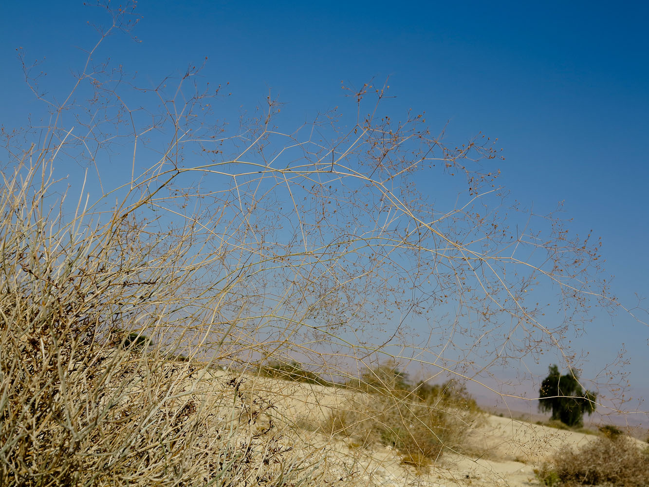 Image of Gypsophila capillaris specimen.