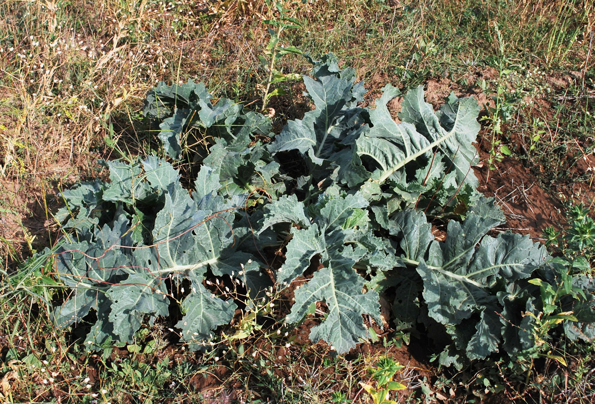 Изображение особи Crambe orientalis.