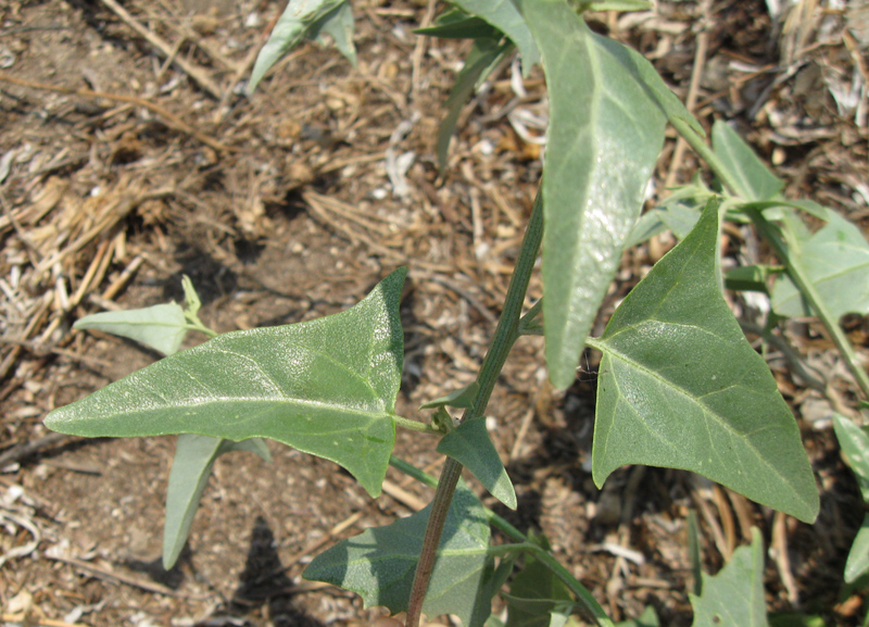 Image of Atriplex micrantha specimen.