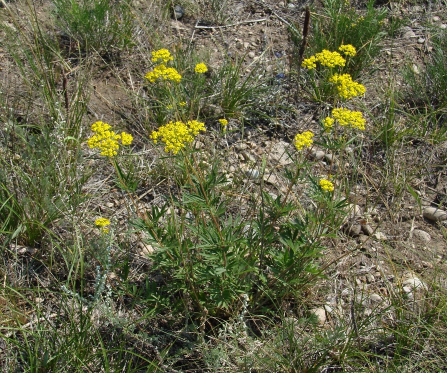 Изображение особи Patrinia rupestris.