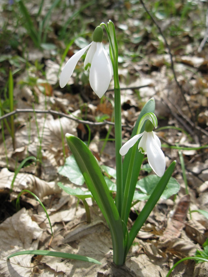 Image of Galanthus nivalis specimen.