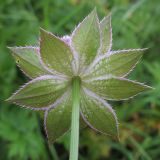 Astrantia maxima