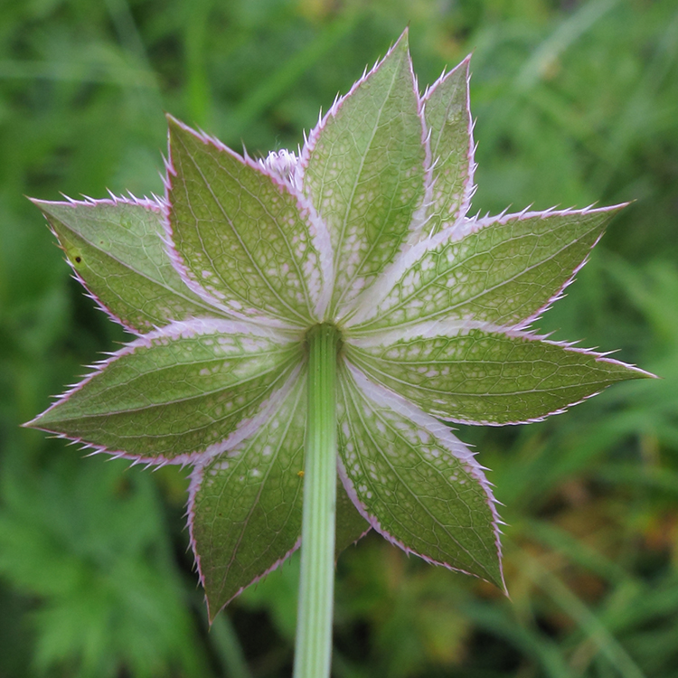 Image of Astrantia maxima specimen.