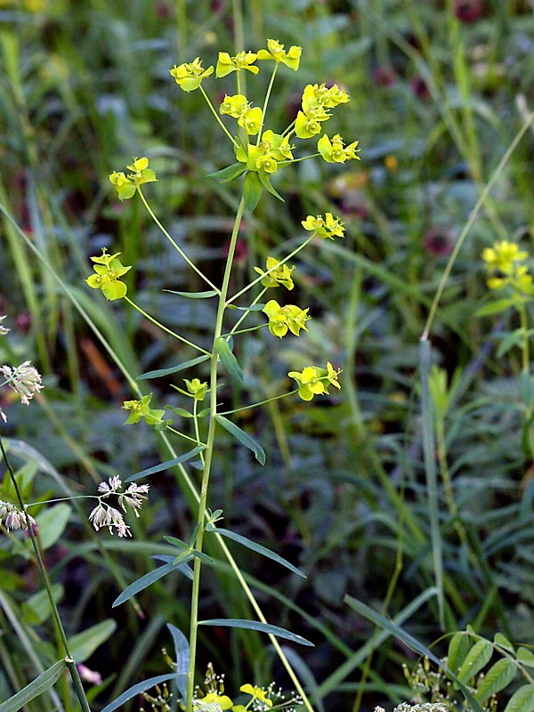 Image of Euphorbia virgata specimen.