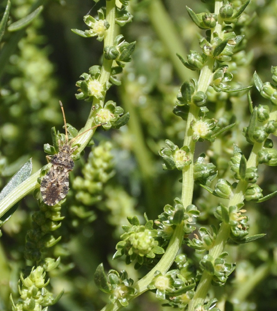 Image of Beta vulgaris specimen.