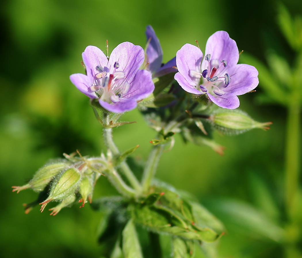 Image of Geranium sylvaticum specimen.