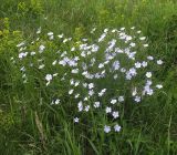 Linum nervosum. Куртина цветущих растений. Белгородская обл., Губкинский р-н, хвостохранилище ЛГОКа, у дороги. 16 июня 2009 г.