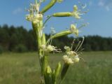 Silene tatarica