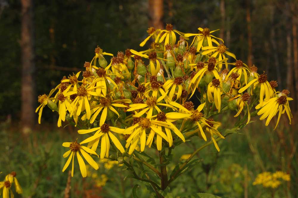 Image of Senecio nemorensis specimen.