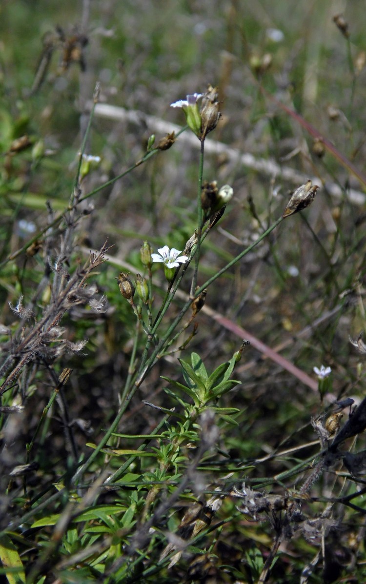 Изображение особи Psammophiliella muralis.