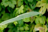 Phragmites australis