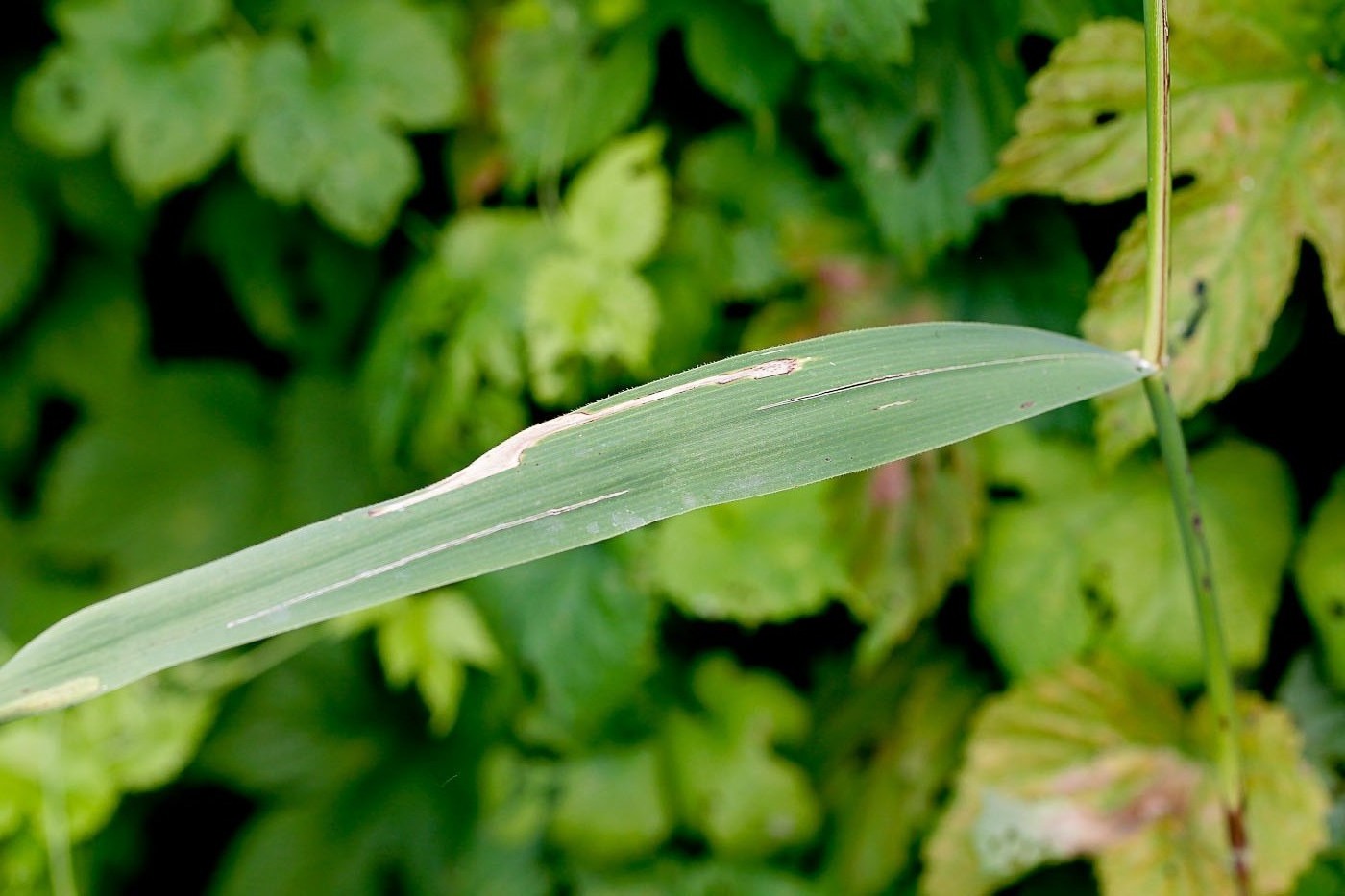 Image of Phragmites australis specimen.