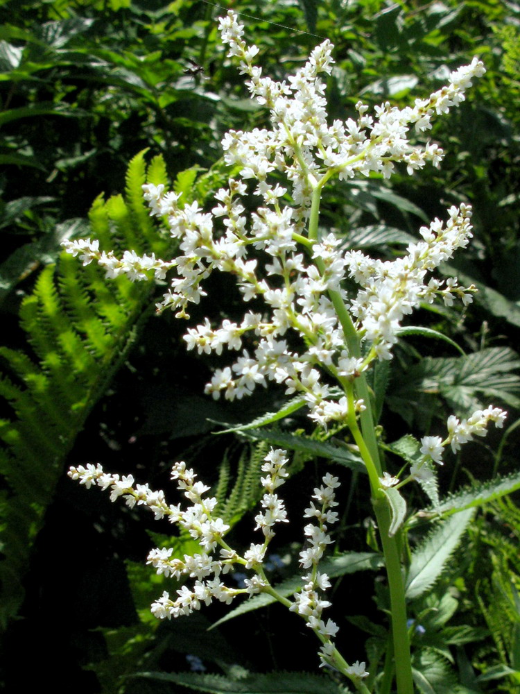 Image of Aconogonon sajanense specimen.