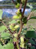 Xanthium orientale