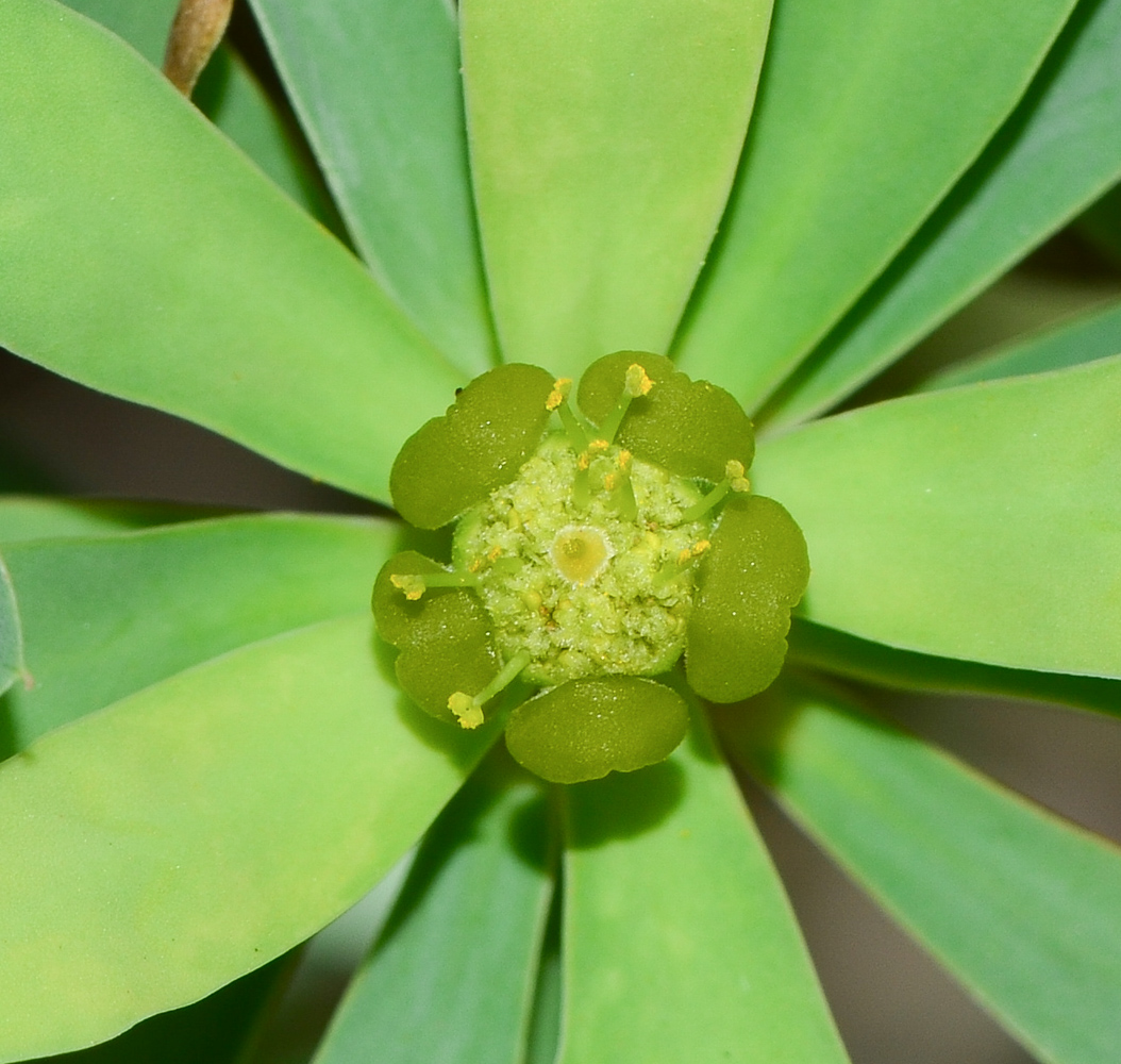 Изображение особи Euphorbia balsamifera.