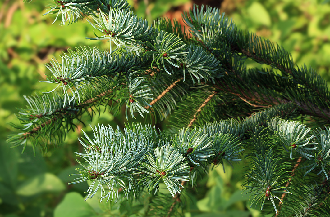 Изображение особи Picea ajanensis.