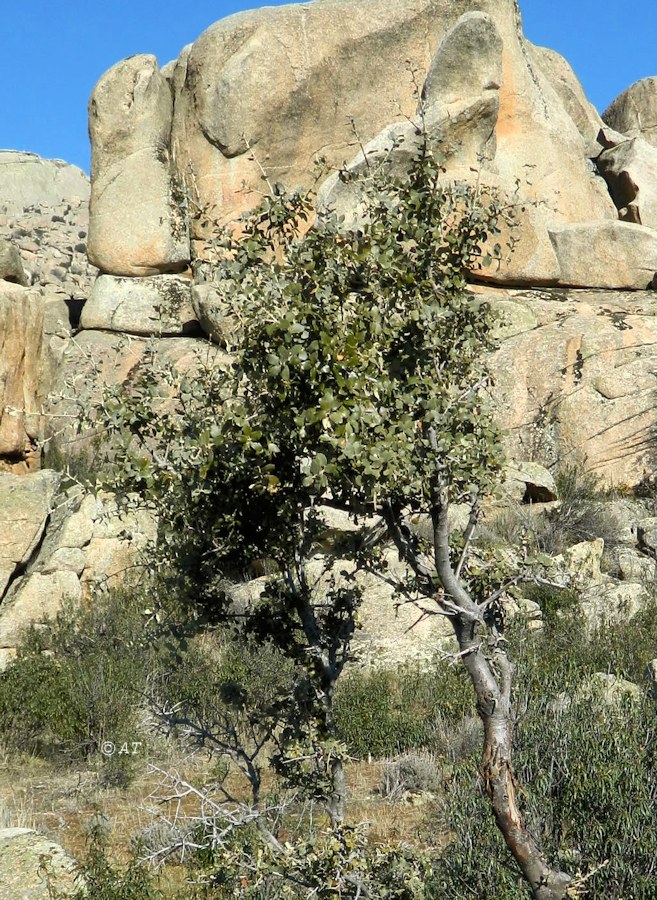 Image of Quercus rotundifolia specimen.