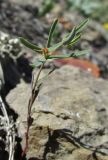 Euphorbia ledebourii. Цветущее и плодоносящее растение. Крым, окр. Судака, южные отроги горы Перчем, полупустынный склон. 18 мая 2017 г.