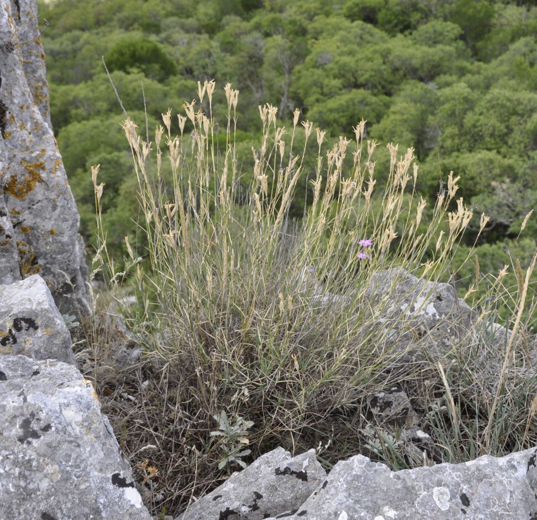 Image of Dianthus gracilis specimen.