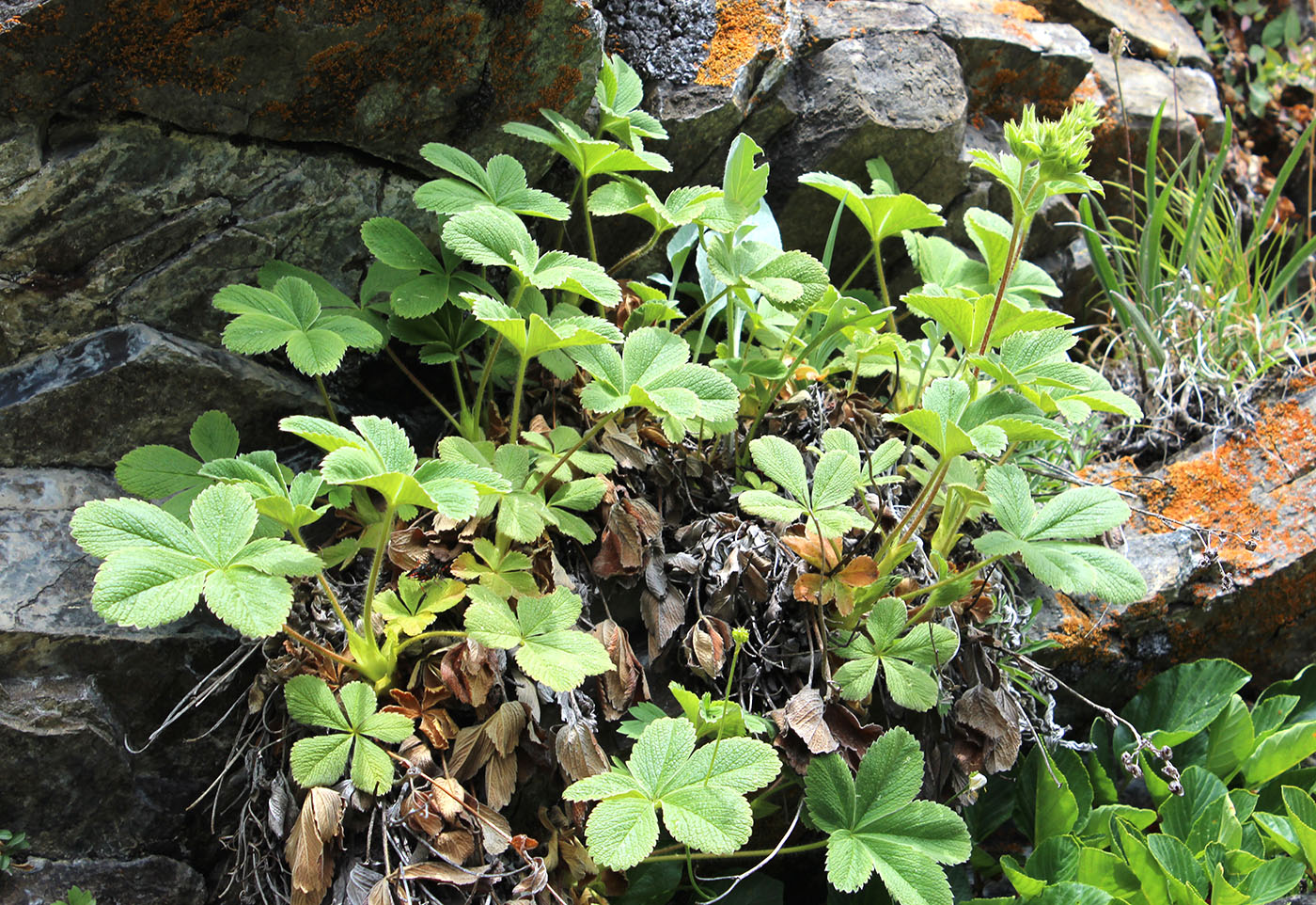 Image of Potentilla brachypetala specimen.