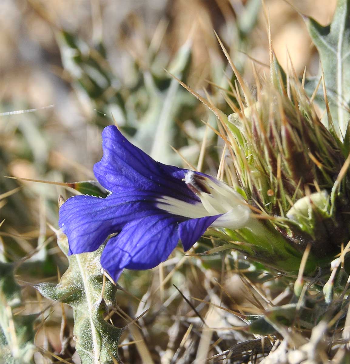 Изображение особи Acanthopsis disperma.