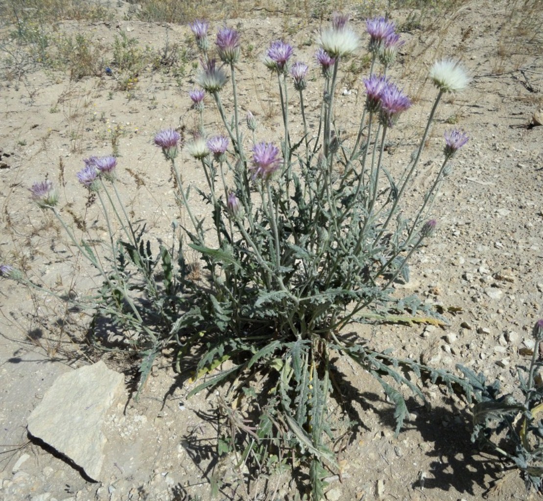 Image of Jurinea persimilis specimen.