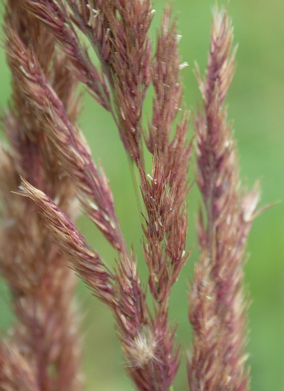 Изображение особи Calamagrostis epigeios.