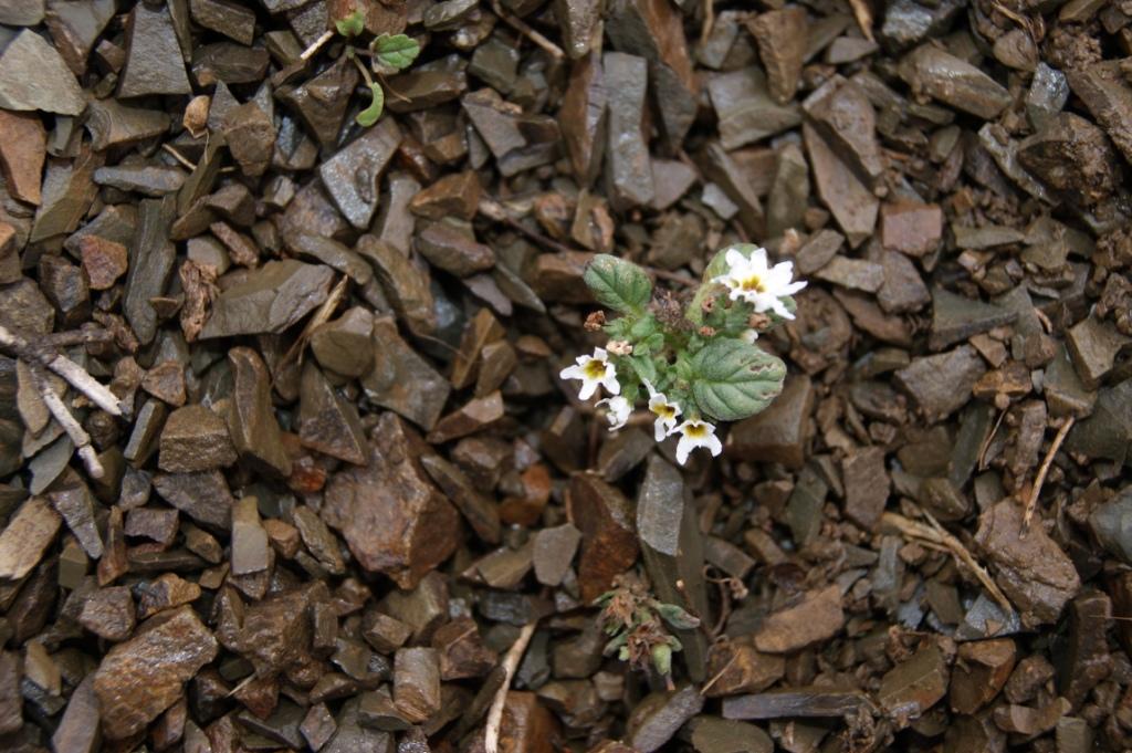 Изображение особи Heliotropium suaveolens.