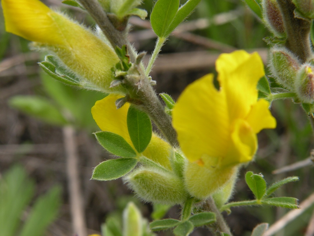 Изображение особи Chamaecytisus lindemannii.