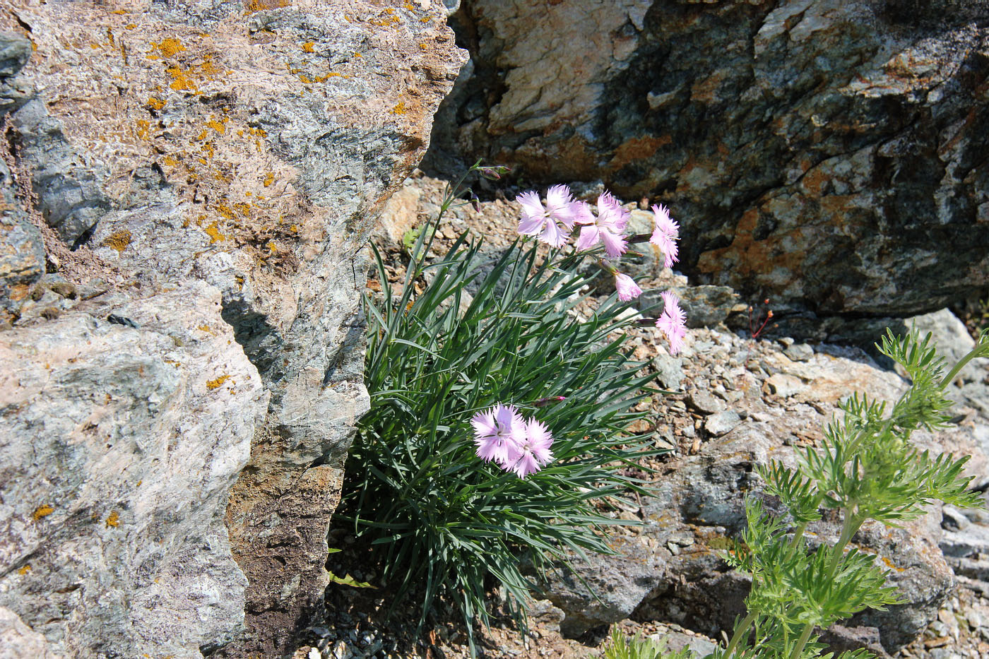 Изображение особи Dianthus plumarius.