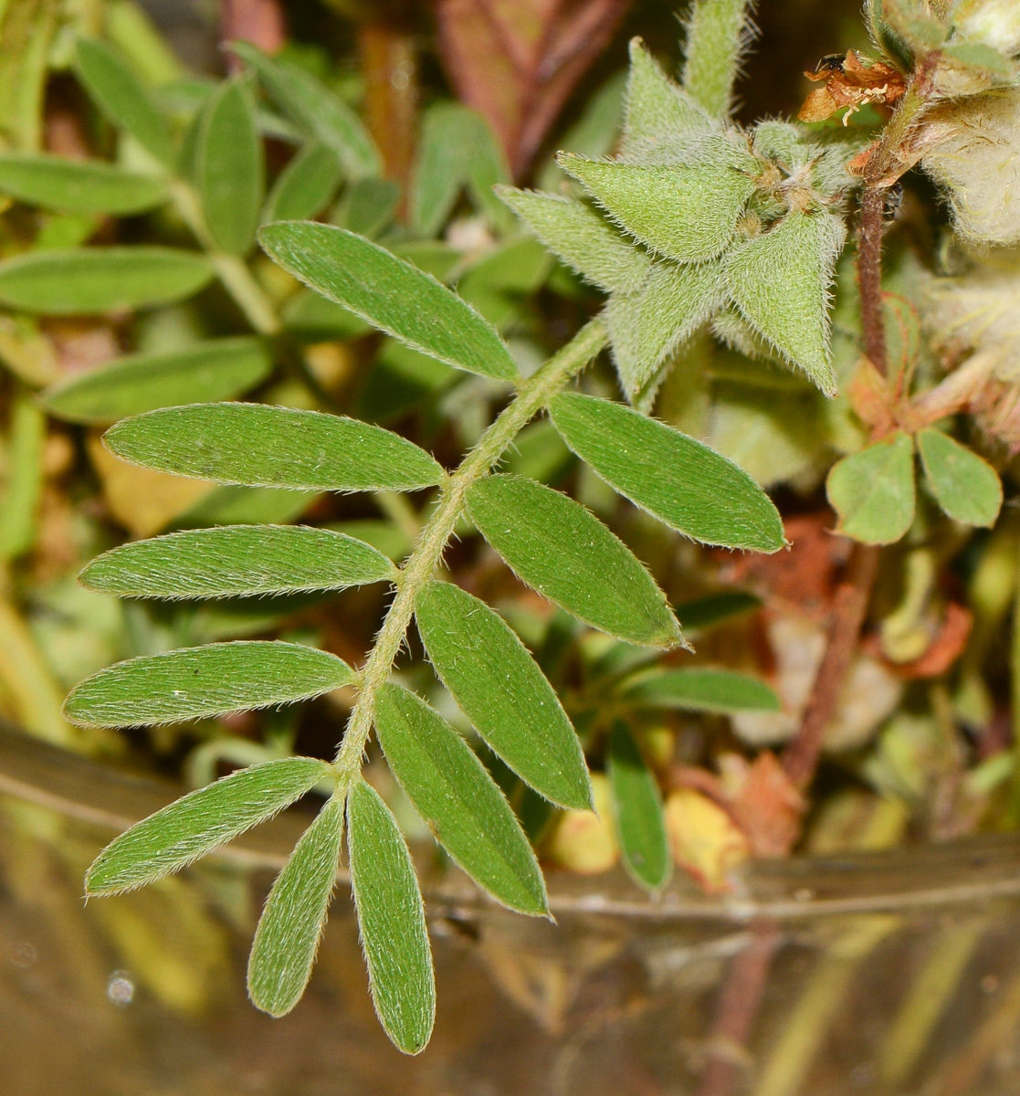 Image of Astragalus epiglottis specimen.