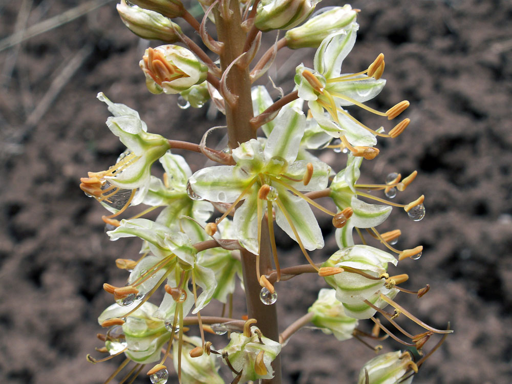 Image of Eremurus &times; gypsaceus specimen.