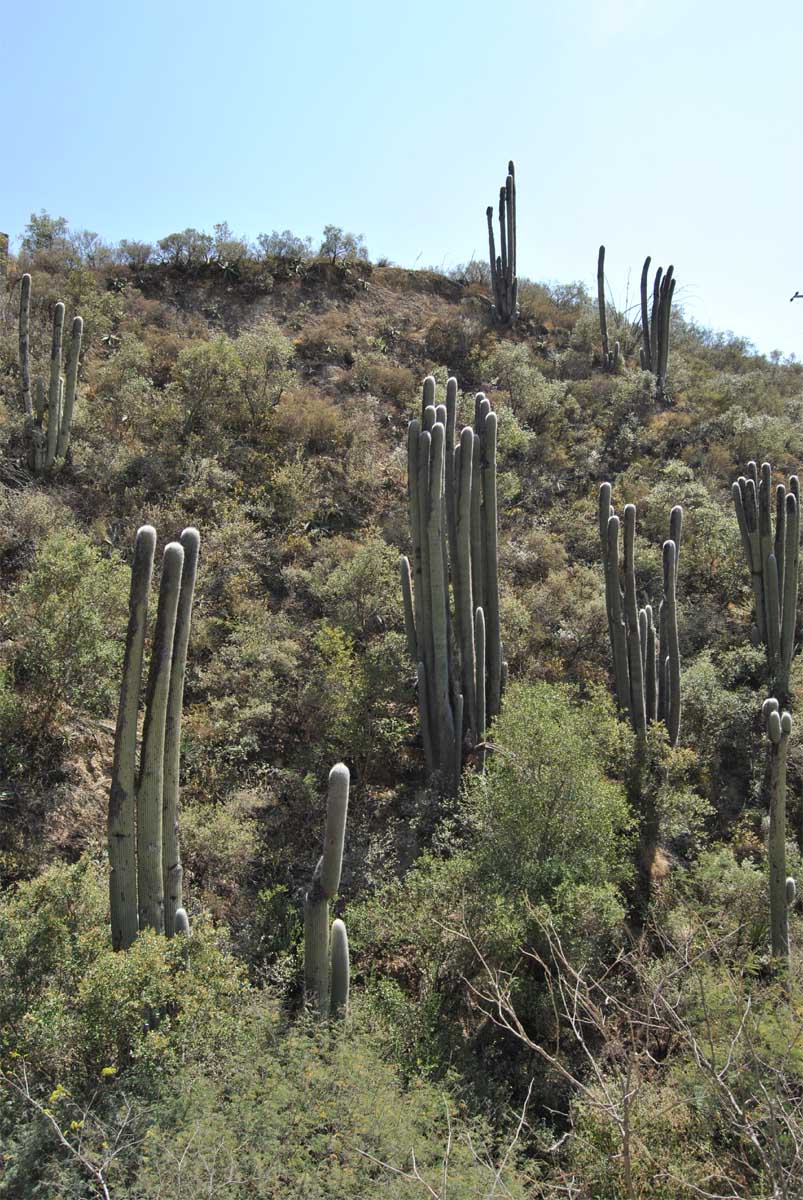 Image of Cephalocereus senilis specimen.