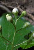 Sorbus torminalis